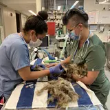 Gray cat getting its belly shaved by person in scrubs