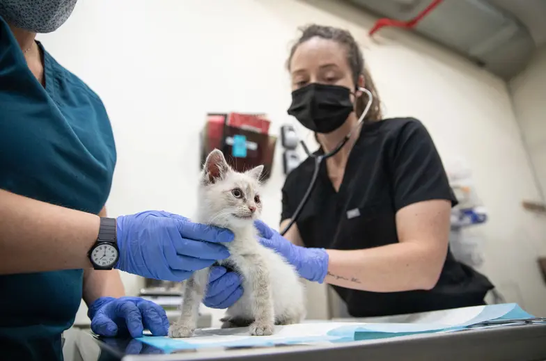 white cat on examination table being held by two people in scrubs