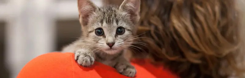 shelter staff holding kitten over her shoulder looking away from camera