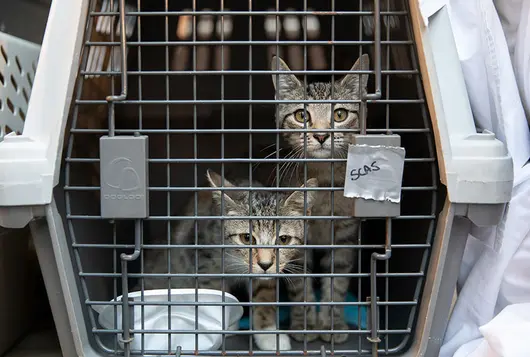 two gray kittens in transport crate