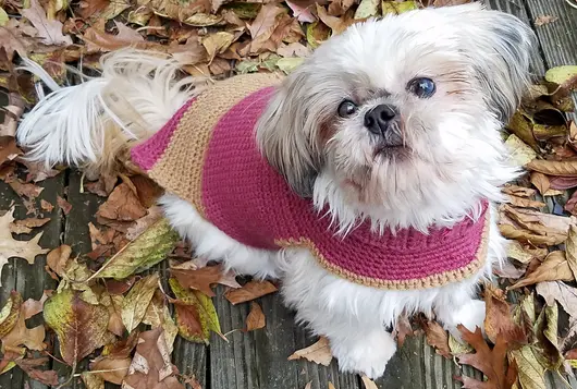 small white dog wearing harness standing in fallen leaves in autumn