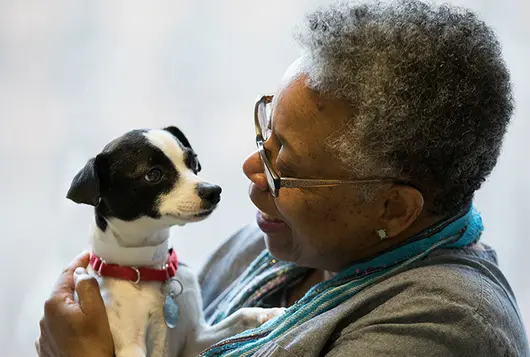 woman holds small black and white dog