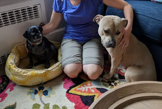 A woman kneels between a small black dog and a larger gray dog smiling