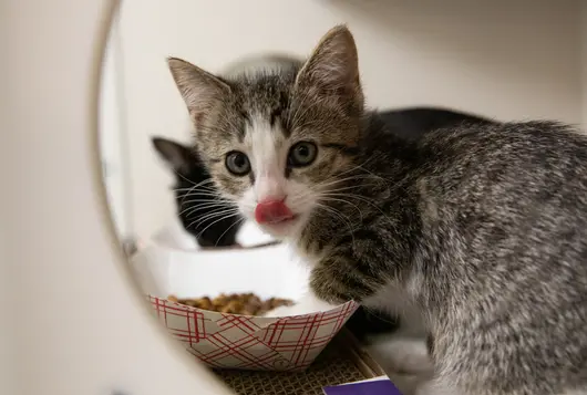 grey and white kitten eating