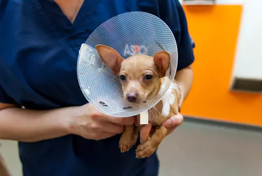 chihuahua dog wearing elizabethan collar after surgery