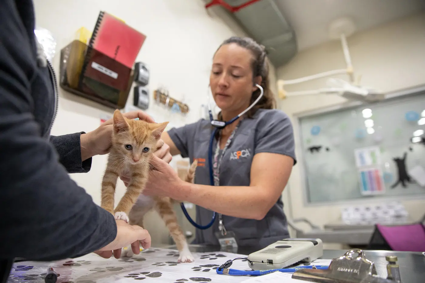 a tan cat gets an exam with two veterinary staff inside a shelter exam room