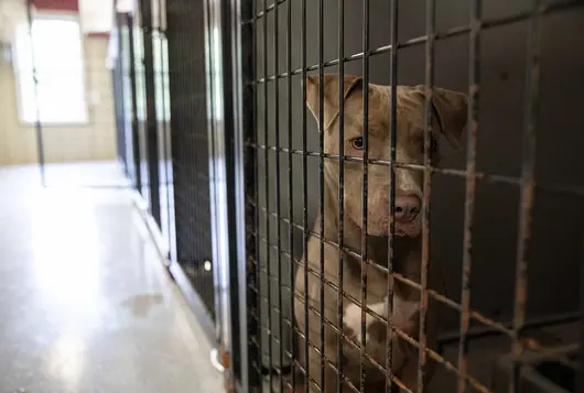 gray dog with blue eyes looks through cage at camera with other kennels in background