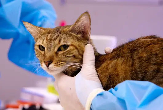 sleek gray cat having an exam in a clinic