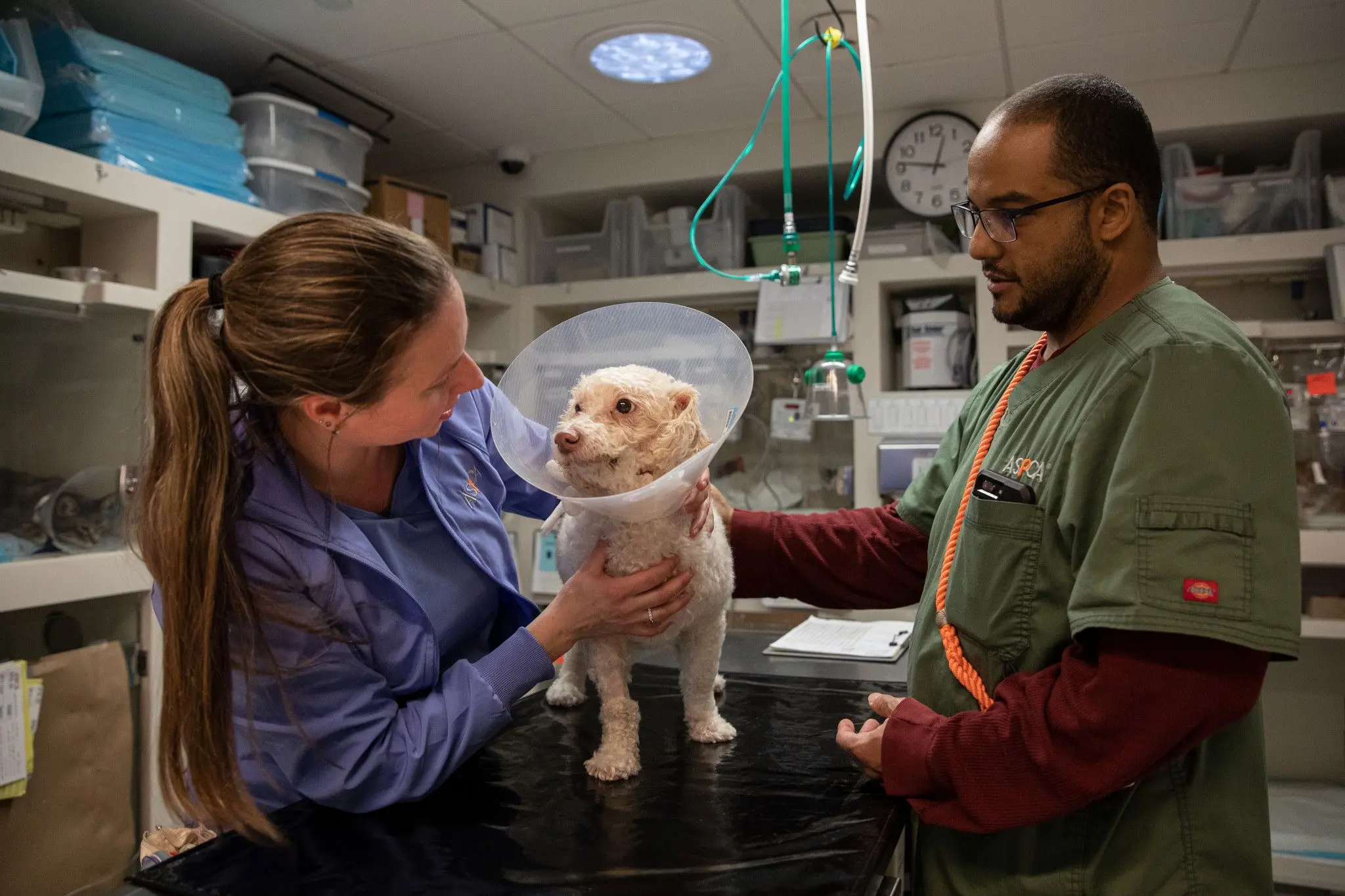 dog on vet table with a doctor on each side