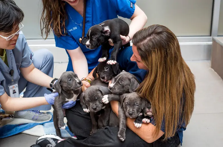 3 ASPCA team members holding 6 gray puppies