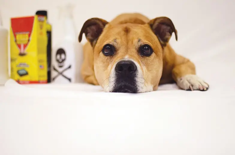 Brown dog laying next to bottles with toxic warnings