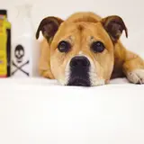 Brown dog laying next to bottles with toxic warnings