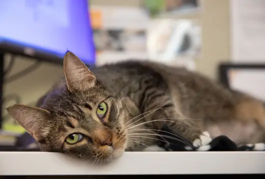 Gray cat on desk