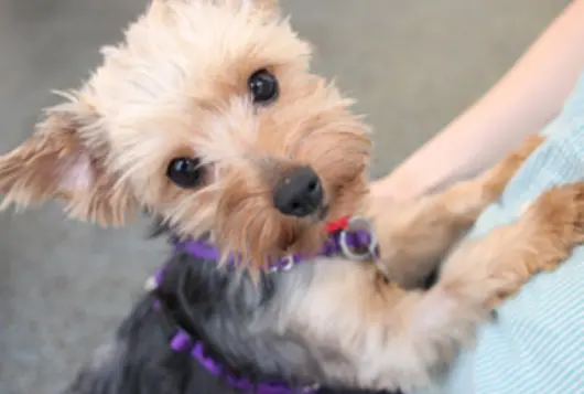 yorkie dog standing up leaning on human