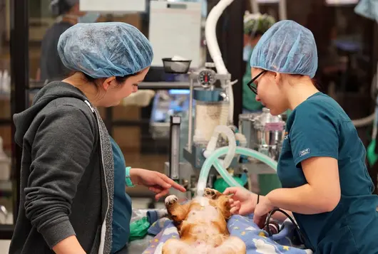 Spay/neuter clinic staff training