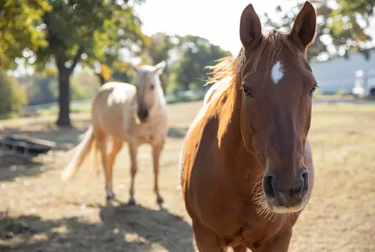 a white horse and a brown horse stand in an open area looking at the camera in sunshine