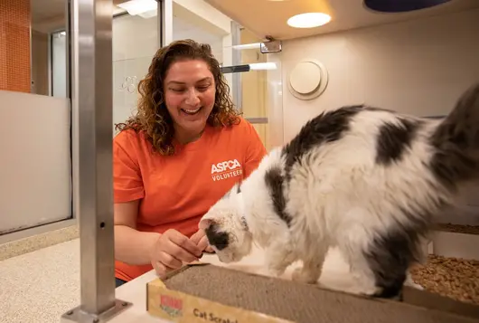 a volunteer smiles at a fluffy white cat she's visiting in their enclosure