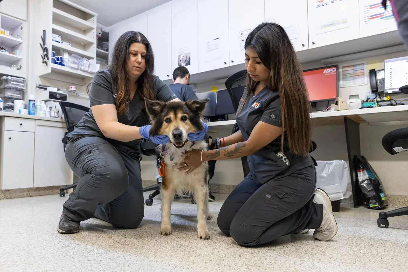 two medical staff members examine a small border collie mix on a clinic floor