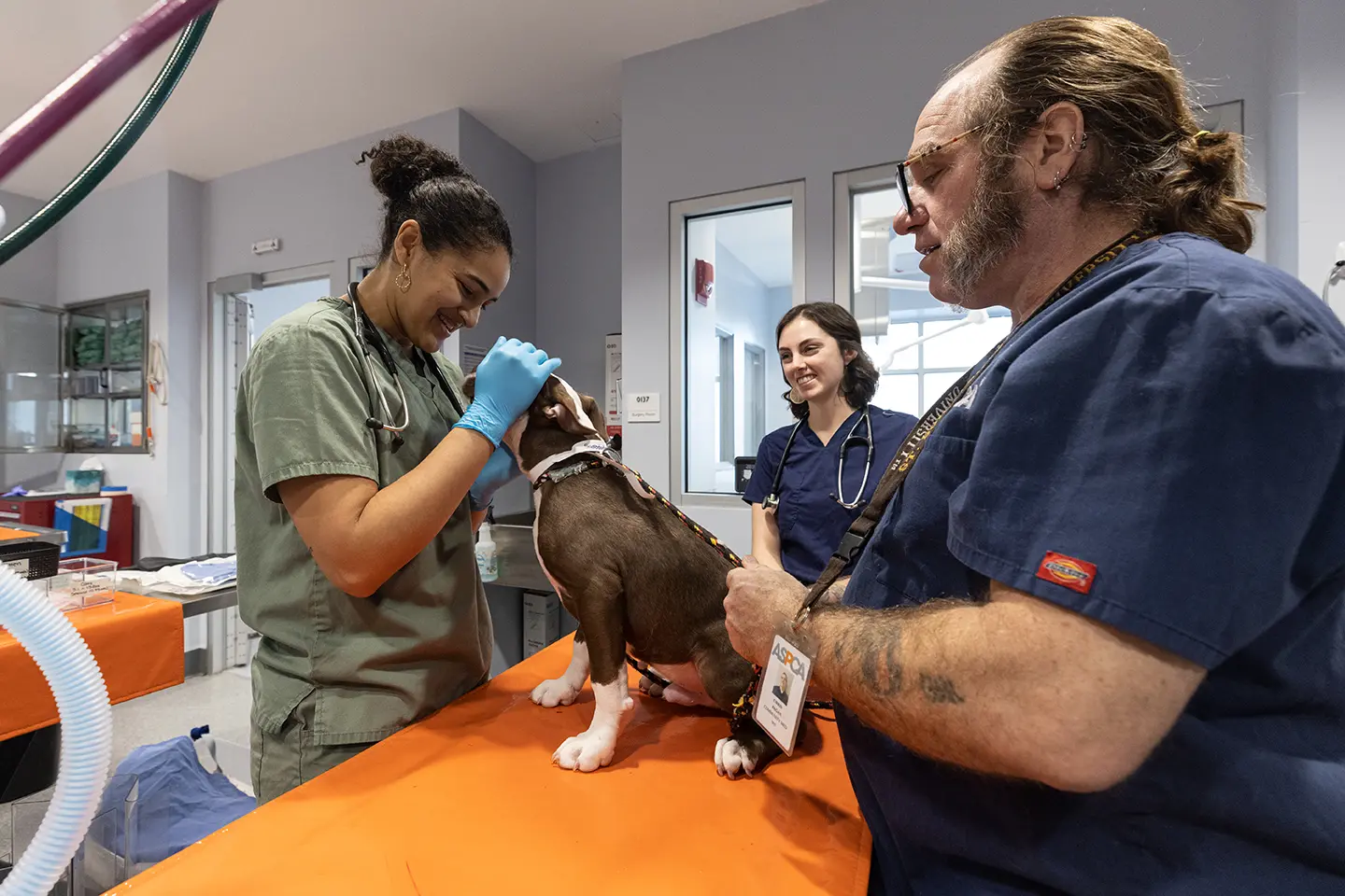 medical staff nuzzles brown and white medium sized dog on exam table