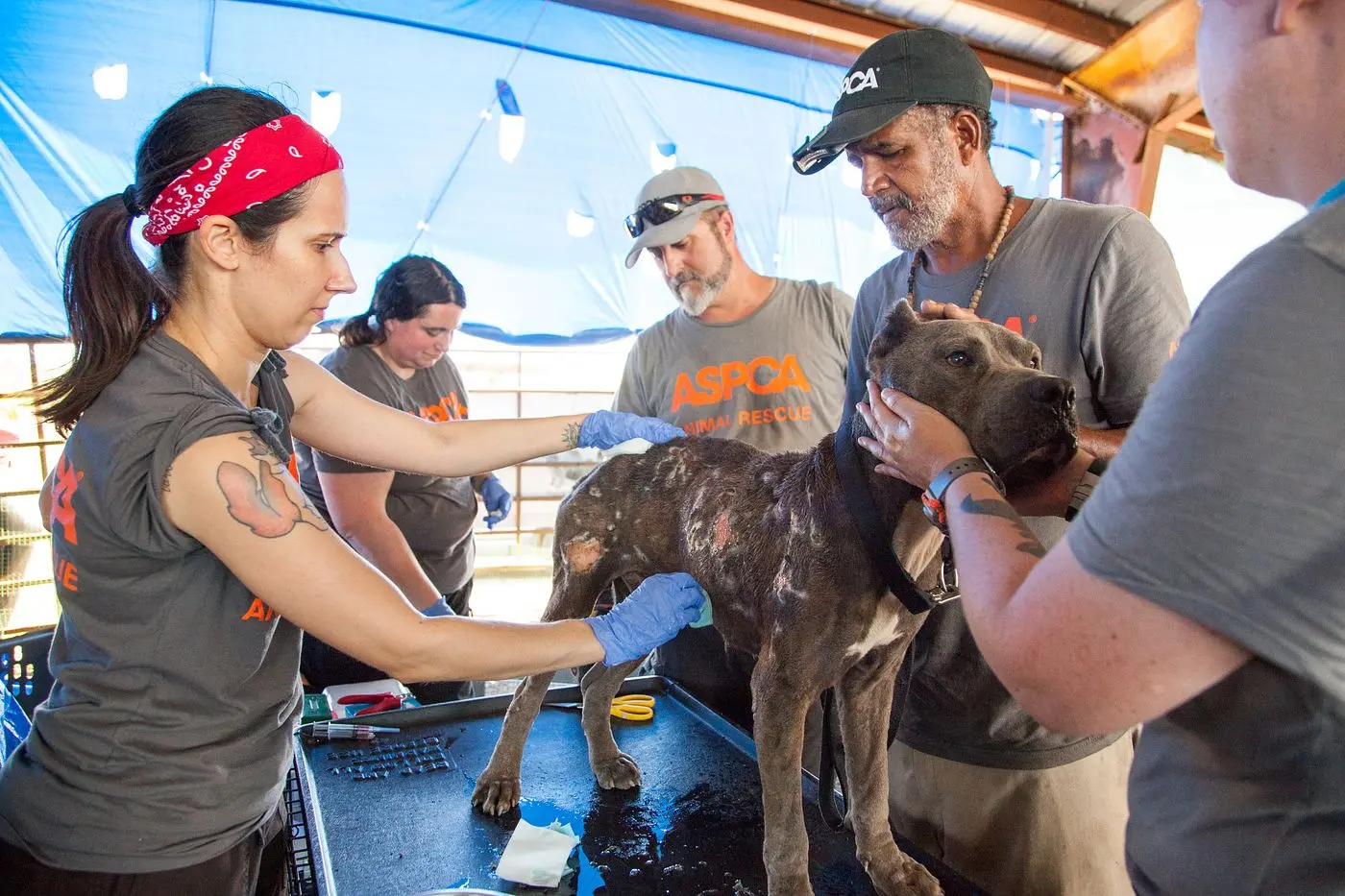 an animal rescue field team examines a brown pit type dog under a tent