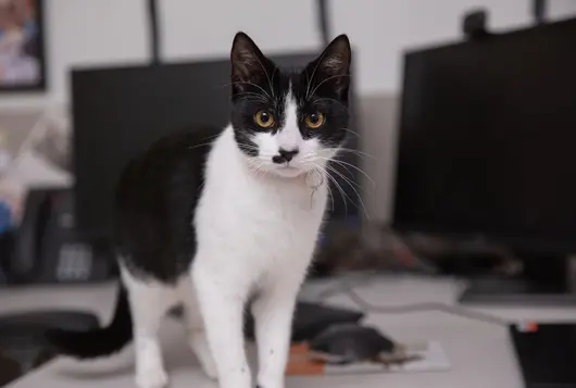 Black and white cat standing on a desk next to computer monitors 