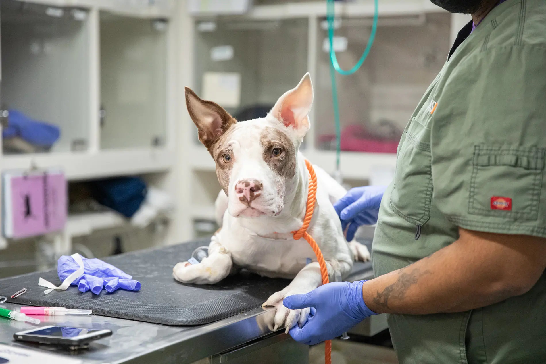 a white dog with pointy ears is lying on an exam table with medical professionals nearby