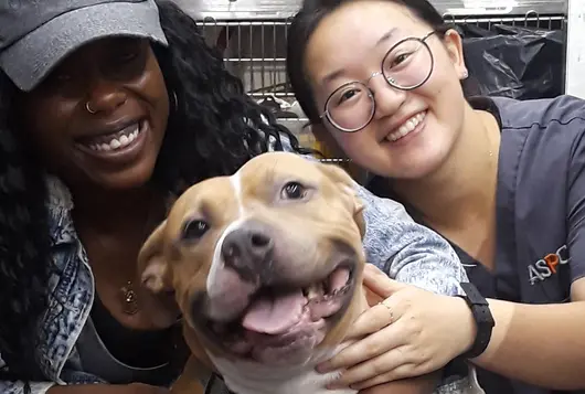 smiling pit type dog with veterinarian in clinic